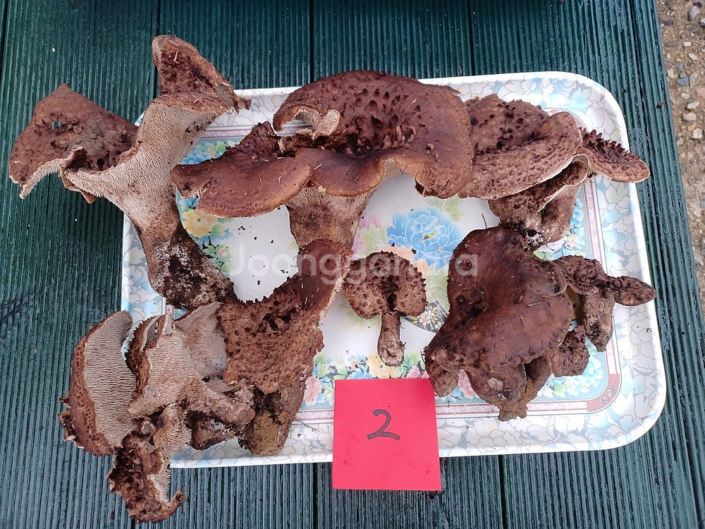 국내산 능이버섯 (1kg 13만원)--1