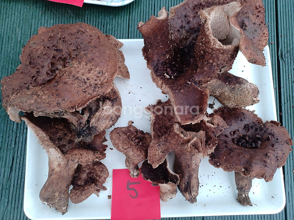 국내산 능이버섯 (1kg 13만원)--4