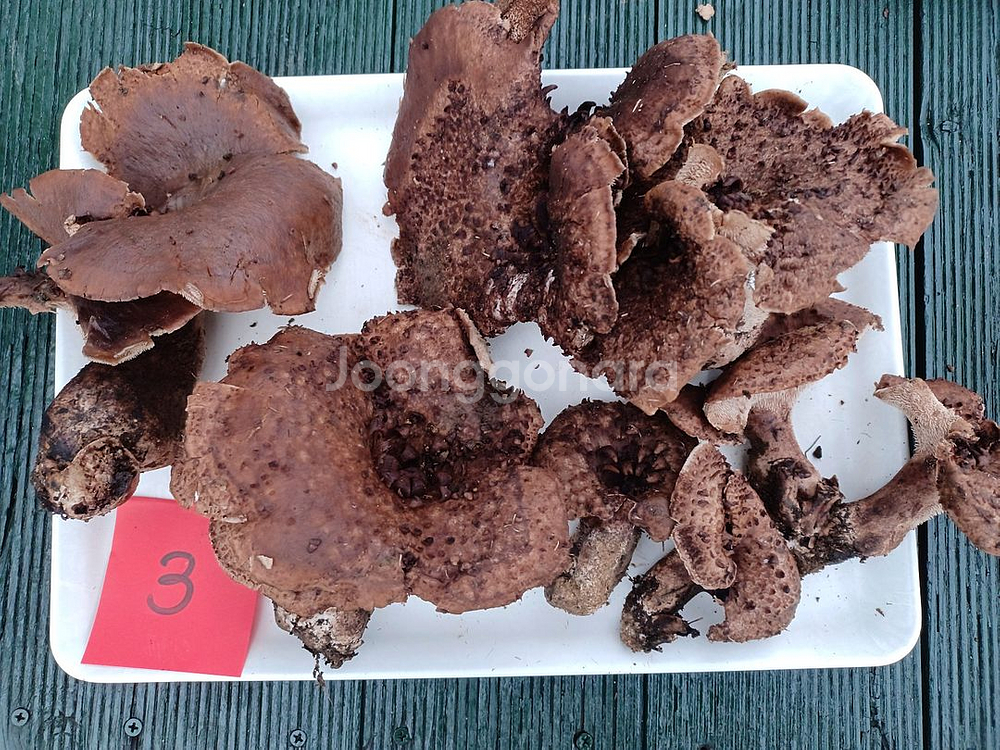 국내산 능이버섯 (1kg 13만원)--2