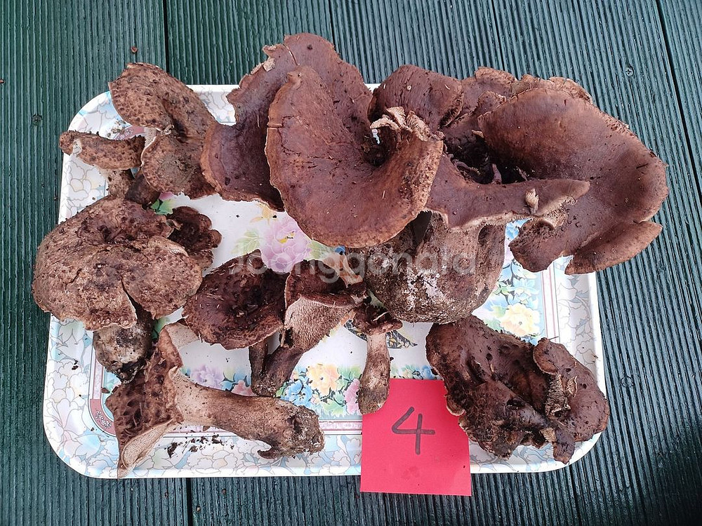 국내산 능이버섯 (1kg 13만원)--3