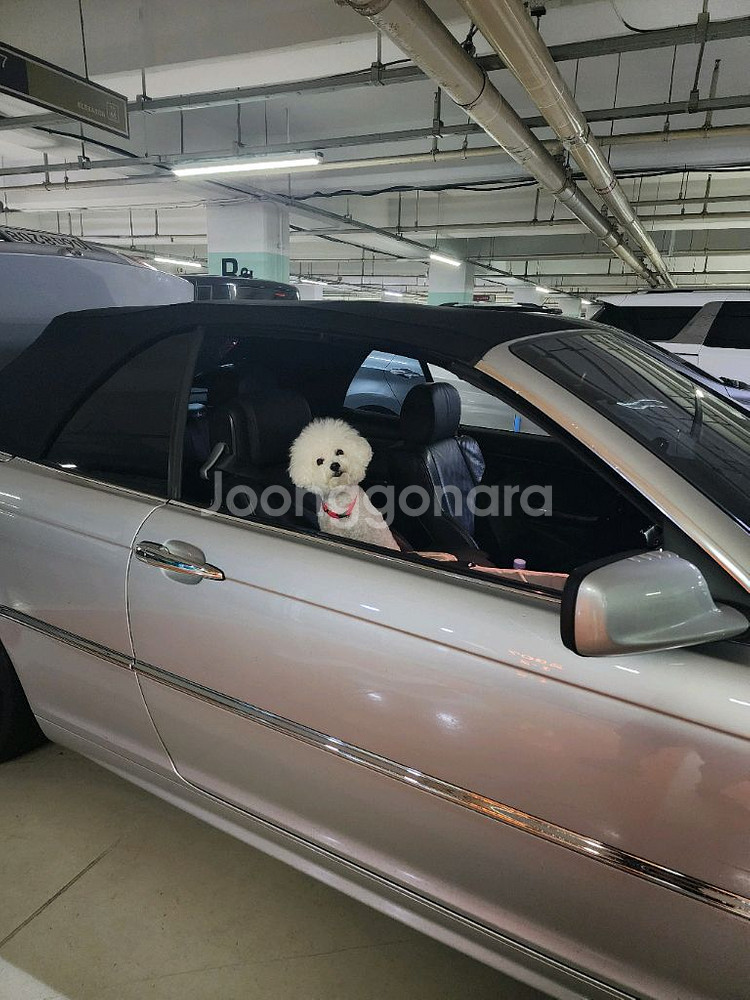 BMW 325ci 컨버터블 오픈카 카브리올레 05년등록--1