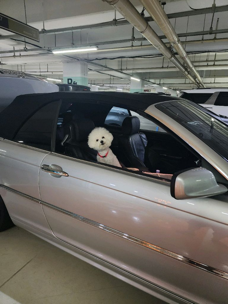 BMW 325ci 컨버터블 오픈카 카브리올레 05년등록 이미지