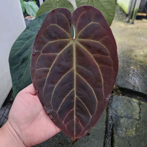 안스리움 레크 킹오스