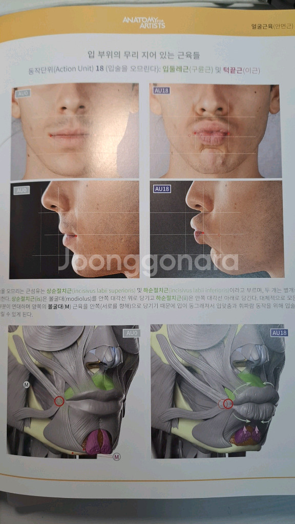 최신기법의 아나토미2 인체해부학 책 택포 안전결제 불가--3