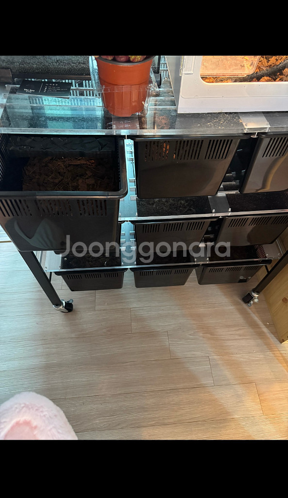 크레스티드 게코 크레 렉사 판매합니다 팔온렉사입니다--0