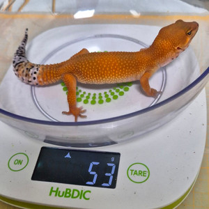 레오파드게코 5마리 일괄 판매합니다
