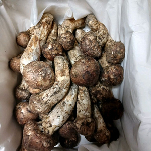 송이버섯 이미지