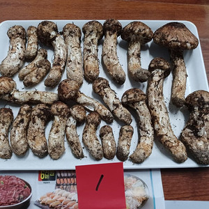국내산 송이버섯 (1kg 25만원)