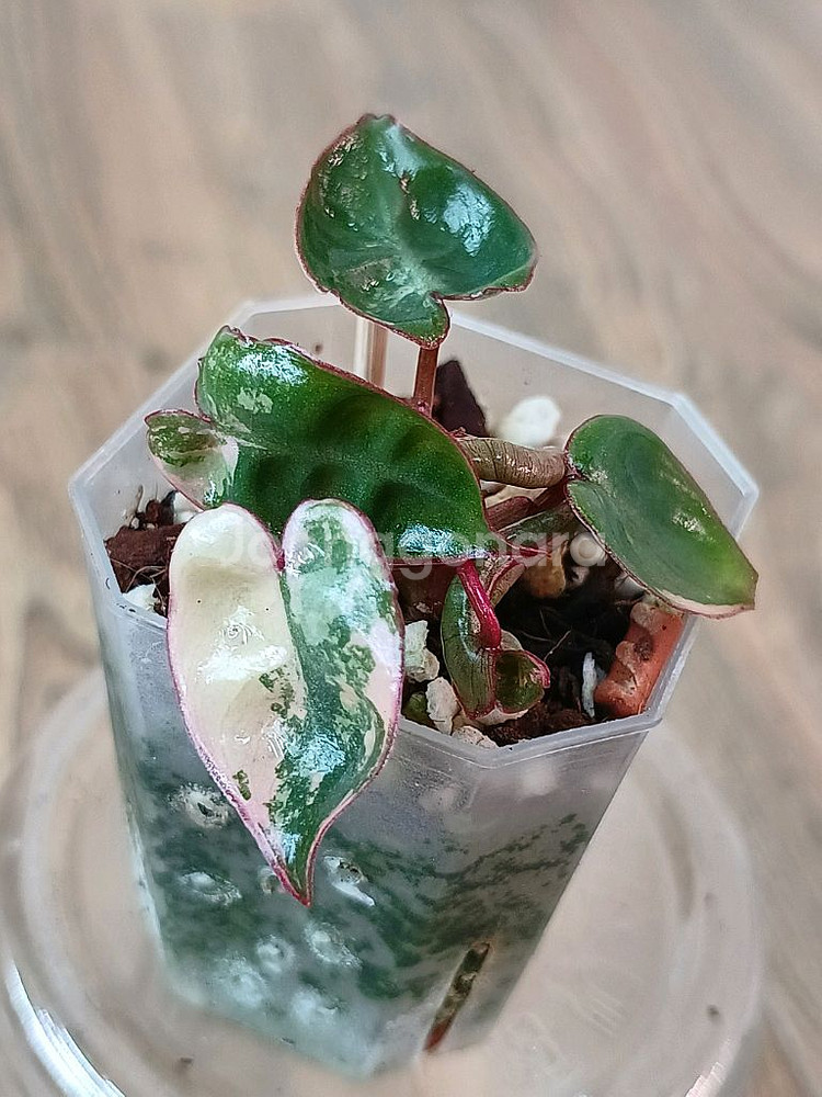 필로덴드론 빌리에티에 바리에가타--0