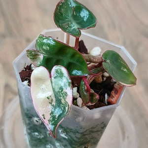 필로덴드론 빌리에티에 바리에가타