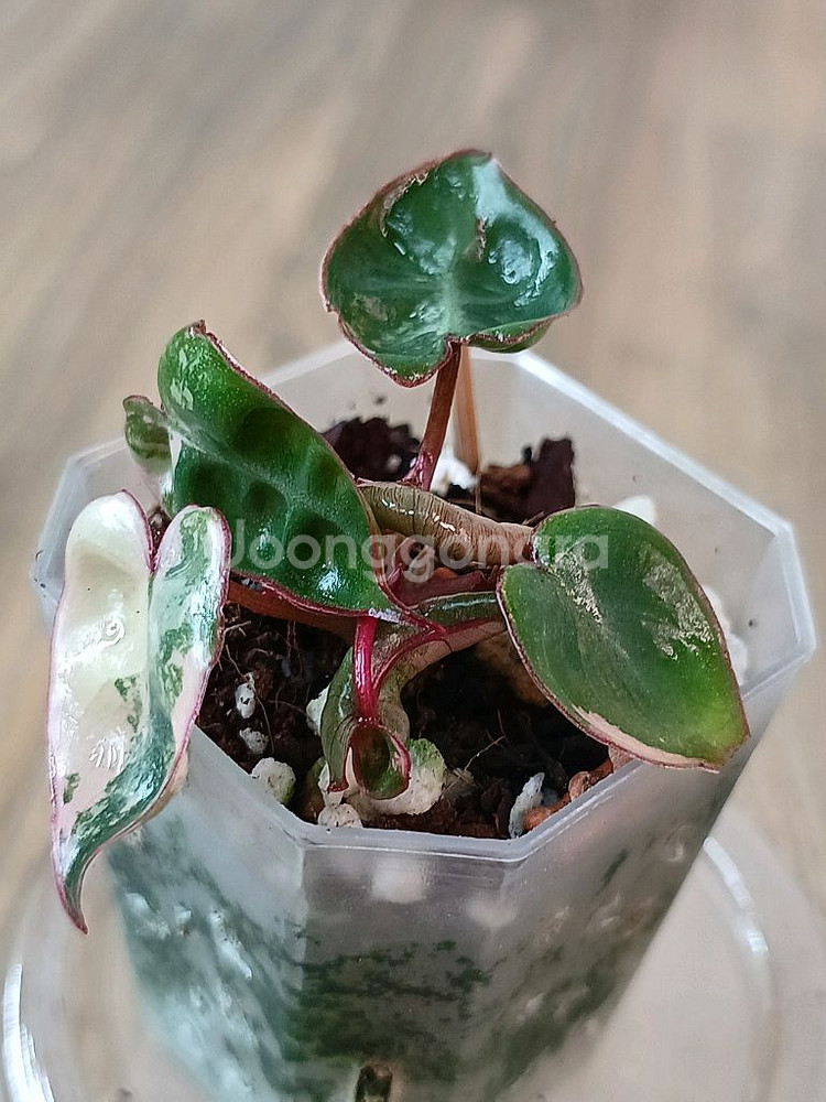 필로덴드론 빌리에티에 바리에가타--1