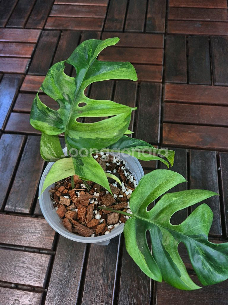 무늬 히메 몬스테라(화이트민트) 무늬 좋음--0