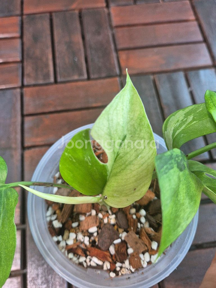 무늬 히메 몬스테라(화이트민트) 무늬 좋음--1