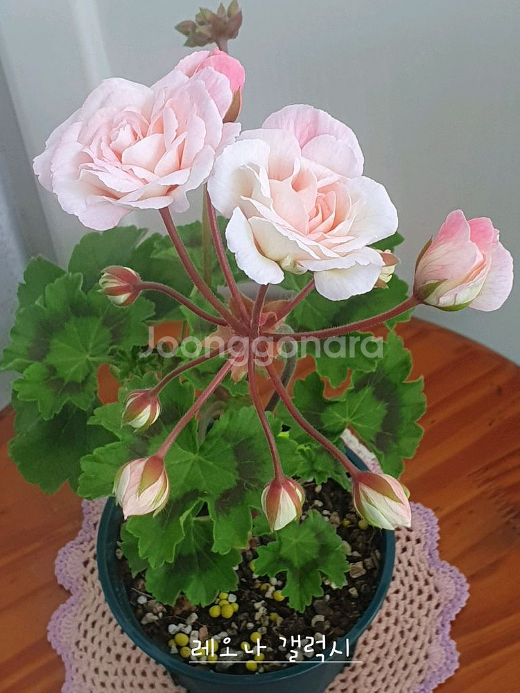 제라늄 3종 레오나갤럭시, AY앤 좋을신비--0