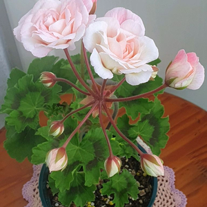 제라늄 3종 레오나갤럭시, AY앤 좋을신비