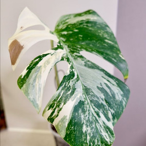 몬스테라 알보1