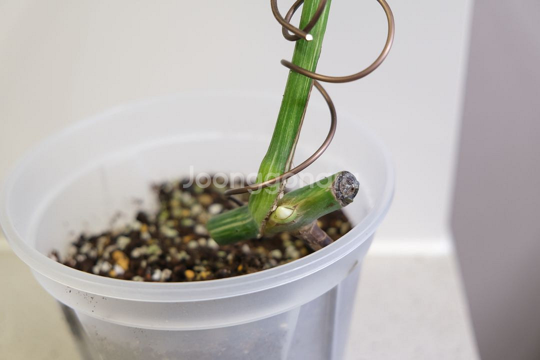 몬스테라 알보2--1