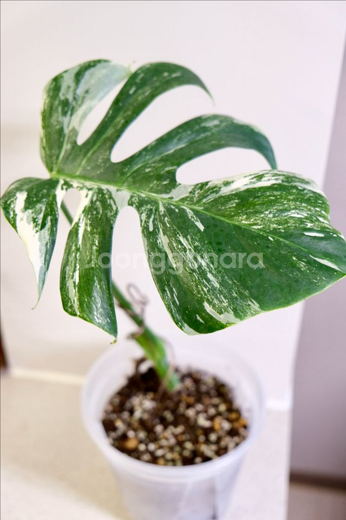 몬스테라 알보2--0