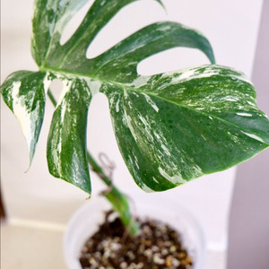 몬스테라 알보2