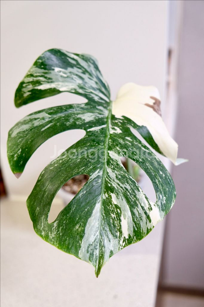 몬스테라 알보3--0