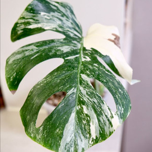 몬스테라 알보3