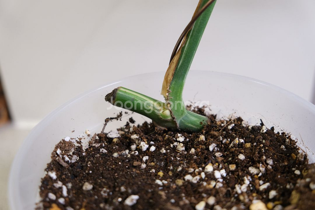 몬스테라 알보3--1