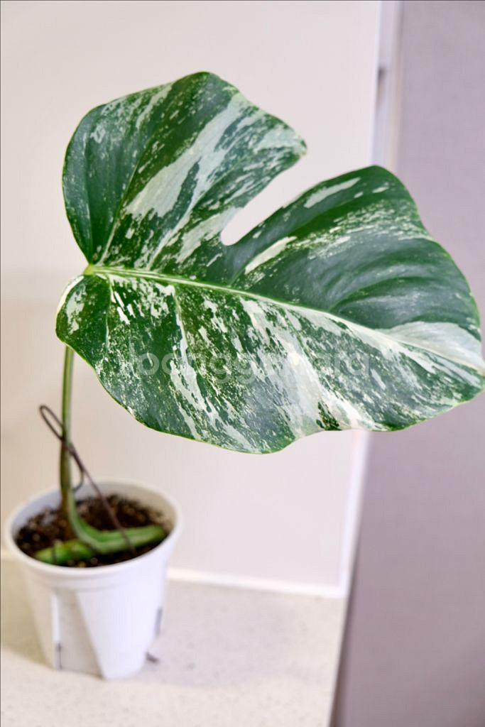 몬스테라 알보4--0