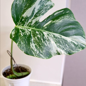 몬스테라 알보4