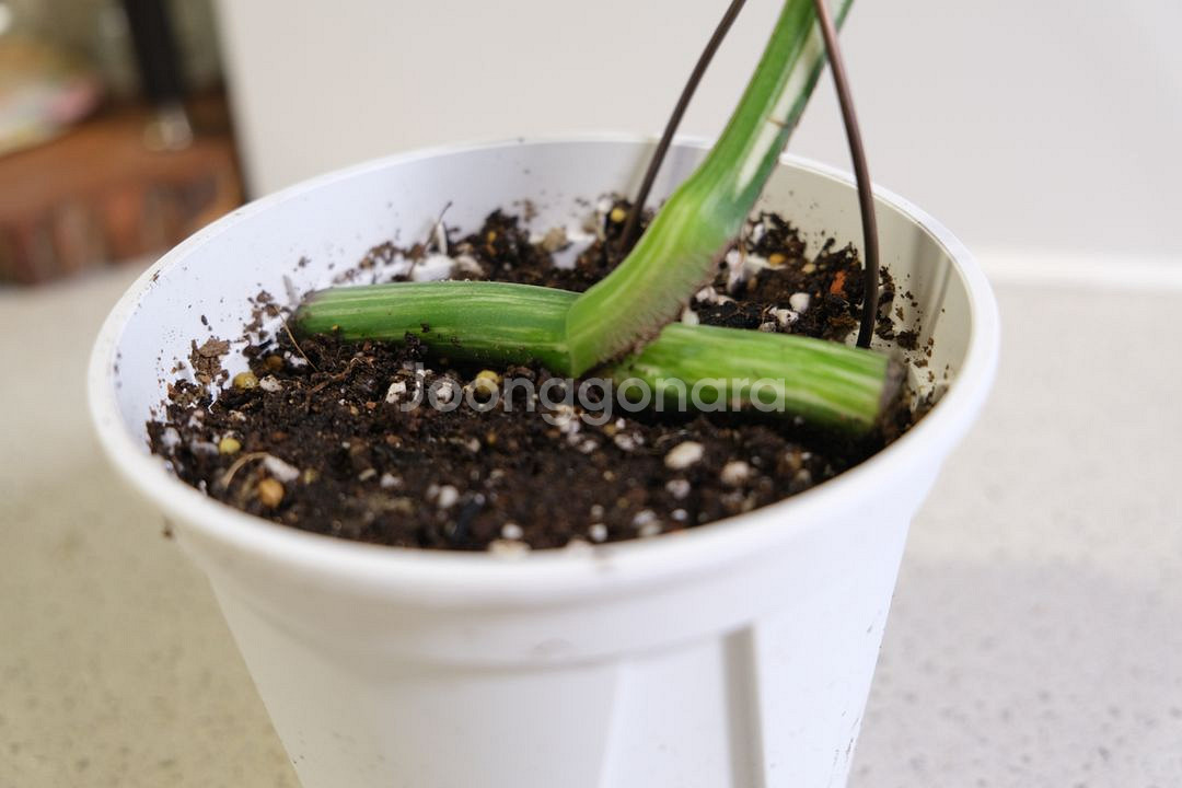 몬스테라 알보4--1