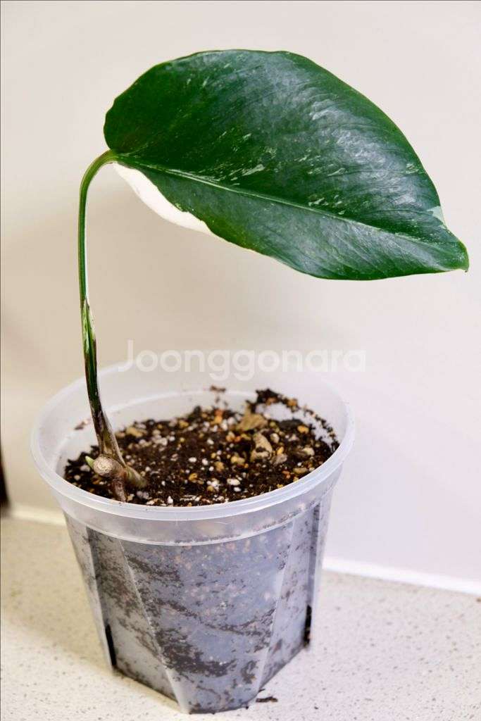 몬스테라 알보5--0