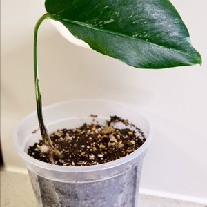 몬스테라 알보5