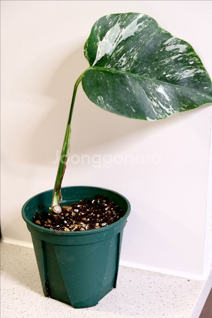 몬스테라 알보6--0