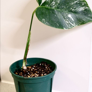 몬스테라 알보6