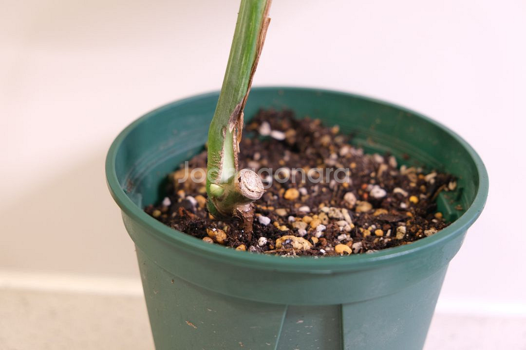 몬스테라 알보6--1