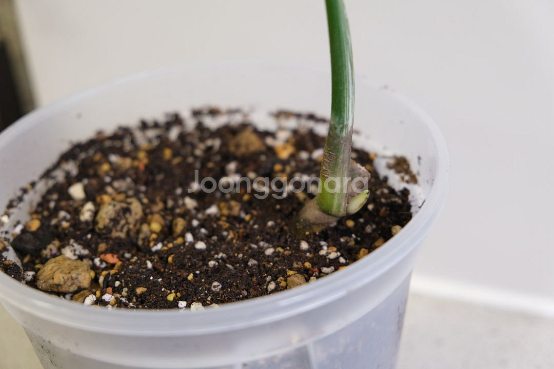 몬스테라 알보5--1