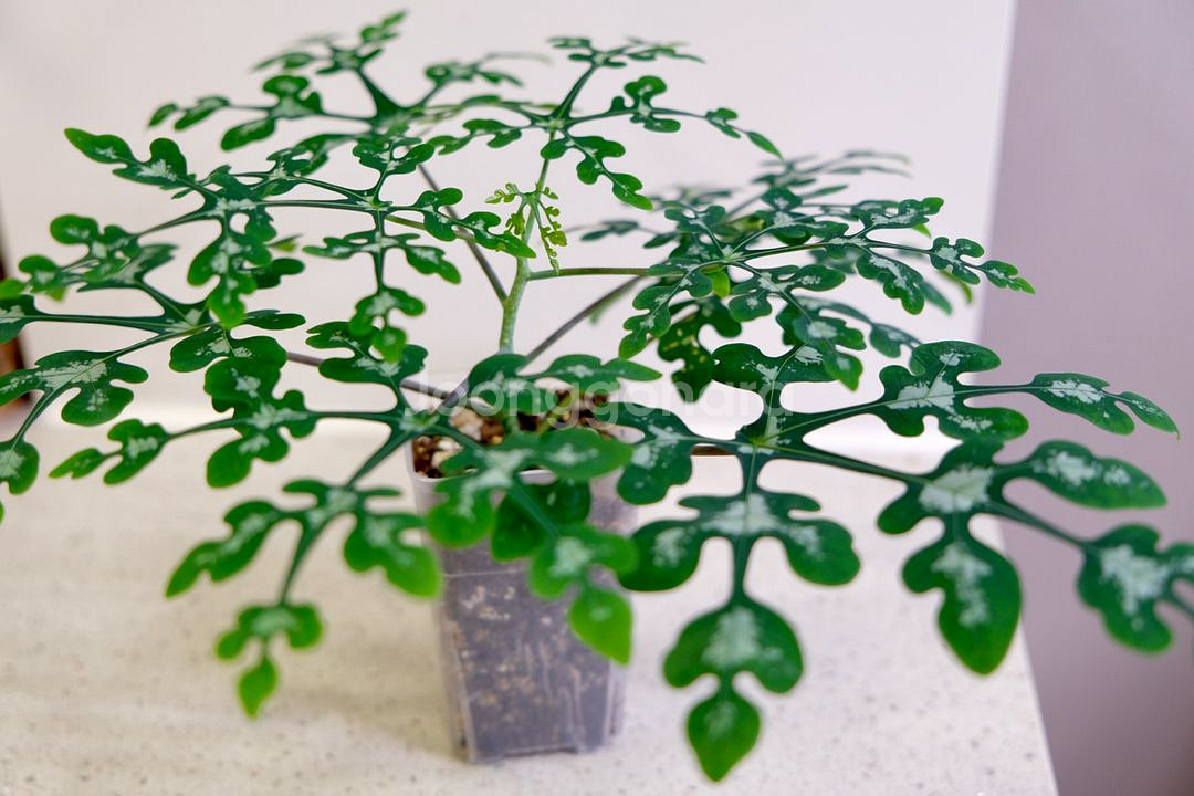 아데니아 페리에리--1