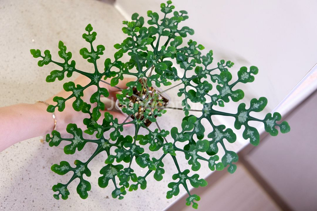 아데니아 페리에리--0