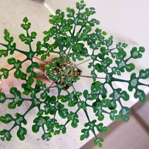 아데니아 페리에리