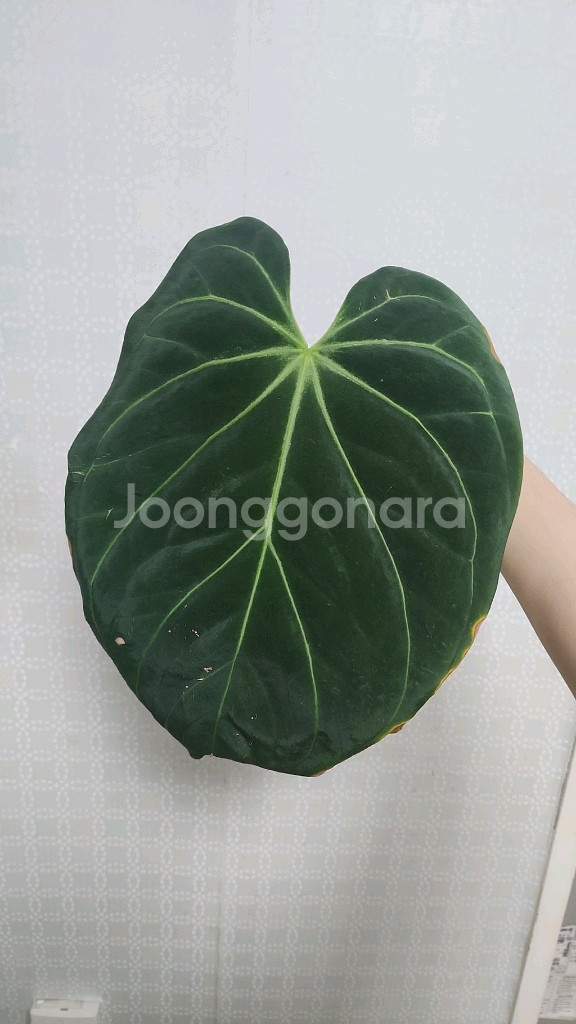 안스리움 킹오스 파필 하이브리드--0