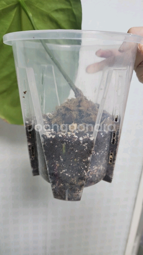 안스리움 킹오스 파필 하이브리드--2