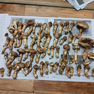 충북 영동 송이버섯 이미지