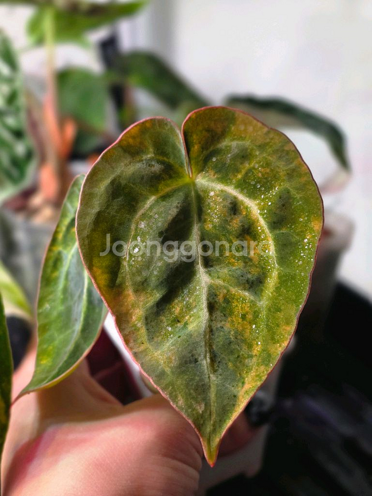 안스바리 안스리움 하이브리드 안스하브 (알로카시아x)--0