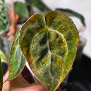 안스바리 안스리움 하이브리드 안스하브 (알로카시아x)