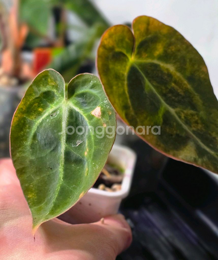 안스바리 안스리움 하이브리드 안스하브 (알로카시아x)--2