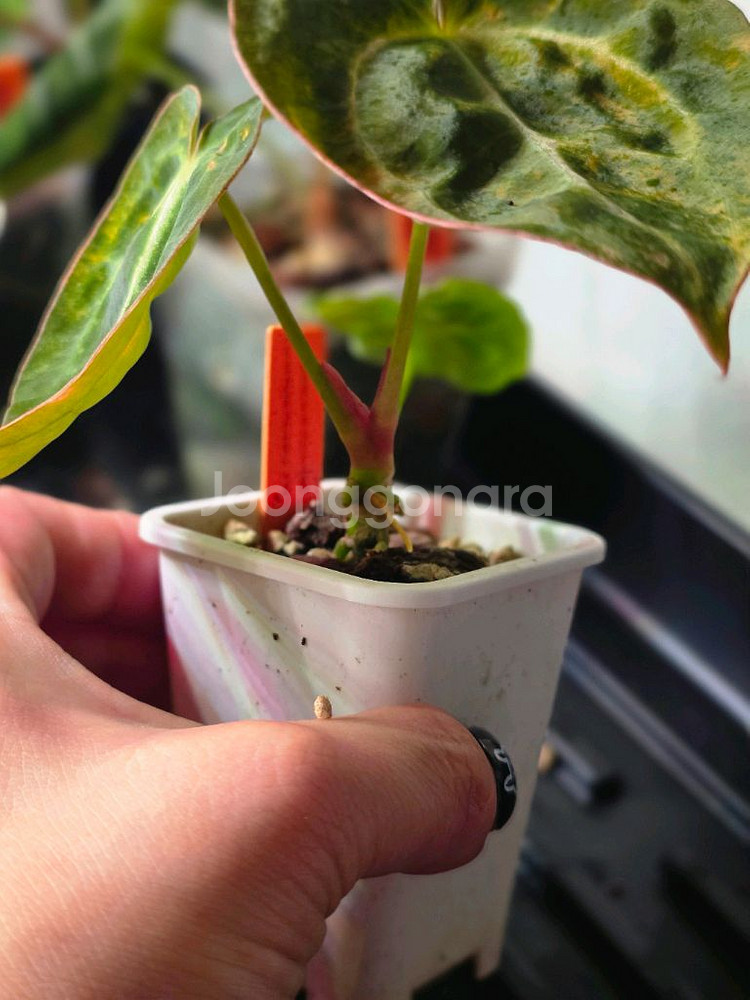 안스바리 안스리움 하이브리드 안스하브 (알로카시아x)--3