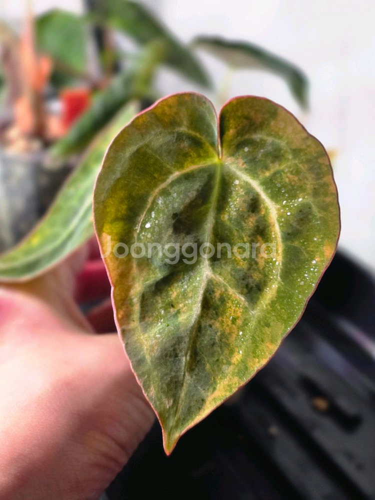 안스바리 안스리움 하이브리드 안스하브 (알로카시아x)--1