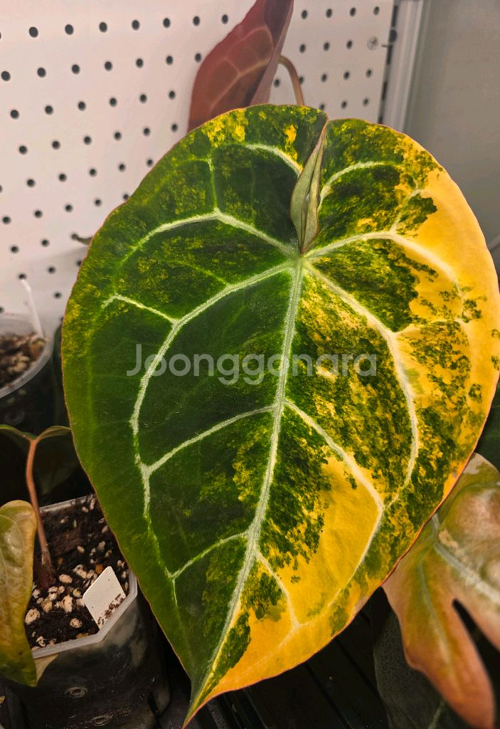 안스바리 안스리움 하이브리드 안스하브 (알로카시아x)--4