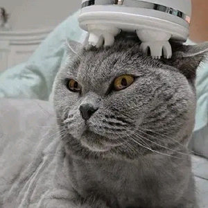 고양이마사지 고양이마사지기 강아지마사지
