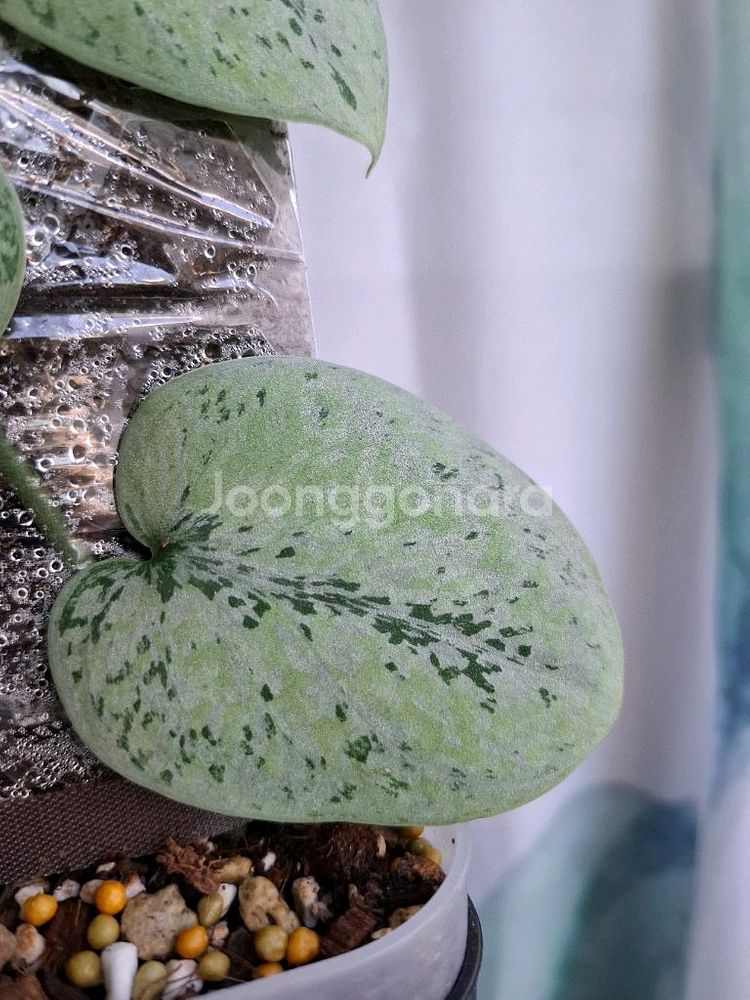 스킨답서스 실버 플래티넘 트리컬러 봉포함 택포--1