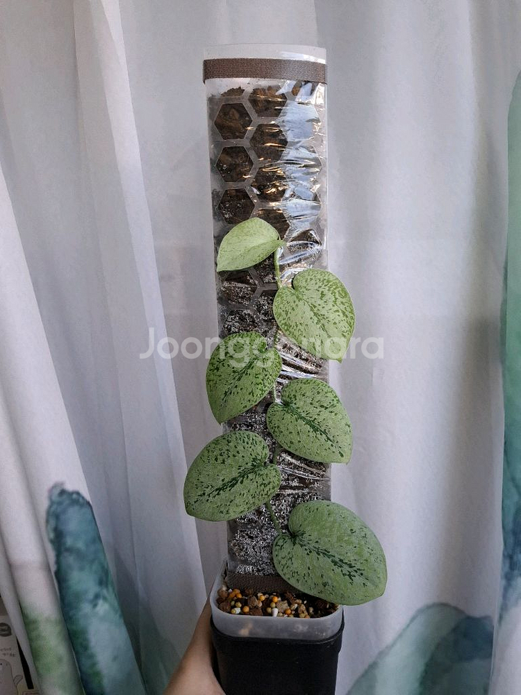 스킨답서스 실버 플래티넘 트리컬러 봉포함 택포--0